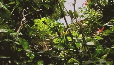 Gay Island Scene-2_two Muscular Gay Men Fucking Hard in the Jungle