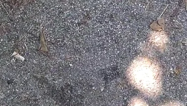 Seaside Sex