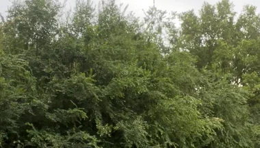 Jerking in the Woods