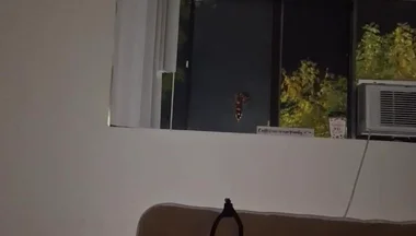 Late Night Dildo & Wank Sesh