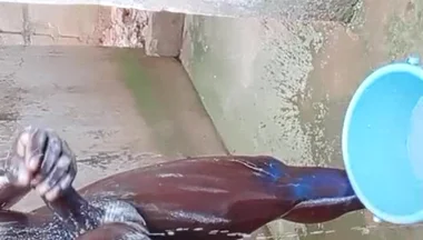 BBC Massage Orgys in Africa