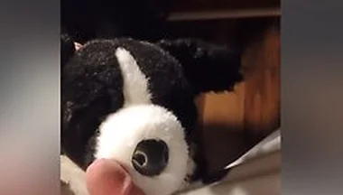 Border Collie Plushie Licks And Makes Onesie Pubby Cum!