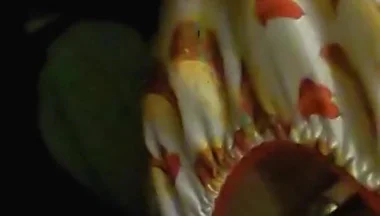 Satin taco thong bulge play jerk & cum