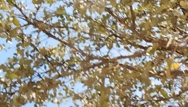 Me in the Park Alone Giving Pleasure to Till I Get Milk