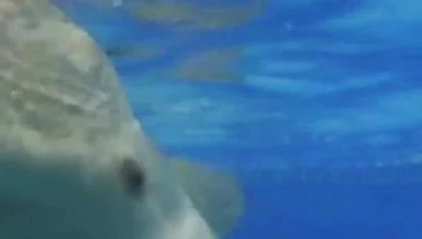 Indoor Public Pool Solo Uncut Nude Fit Man Swimming