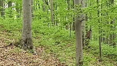 I Chase Him Through the Leaves