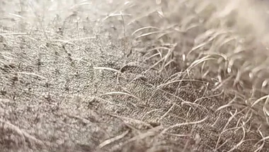Ginger Fur