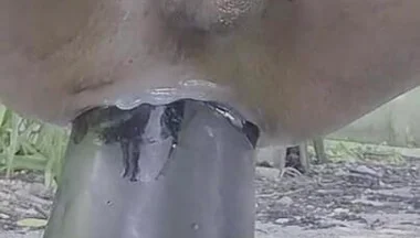 Extreme Pleasure