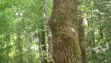 Once Again in the Forest