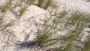Hot Dilf Nude Beach Big Cock Showing off in the Dunes - Rockardglans