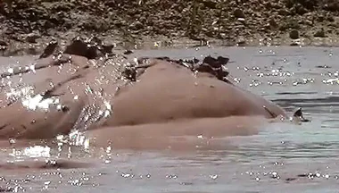 Deep, Creamy Brown Mud Bath in a Sand Pit