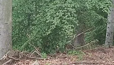Forest Exhibition: a Banished Bird in a Beech Forest
