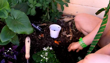 Giving the Plants Some Protein