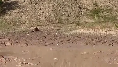 A Great Mud Adventure