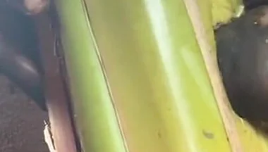 Best Plantain Tree Fucking Cumin Amateur