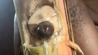 Best Plantain Tree Fucking Cumin Amateur