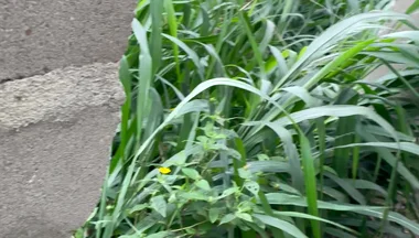 Hot Group Bareback African Chubby Fucked Hard