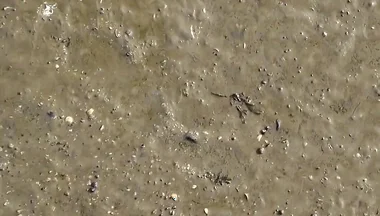 Short Test in the Mudflats on the Beach of Horumersiel