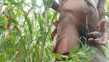 Big Black Hawking in the Cornfield