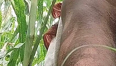 Big Black Hawking in the Cornfield