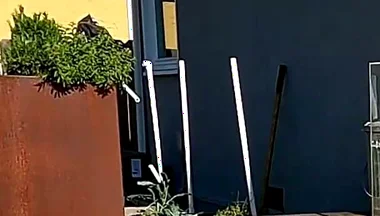 Boy Surprises Stepdaddy Strips and Sucks Him Outdoors