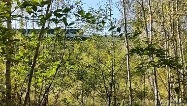 Jerking off in the Woods Near the Highway. I Almost Got Caught!