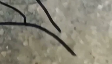 Bigg Cock Masterbating