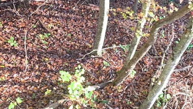 Big Bear Hunting in the Treestand