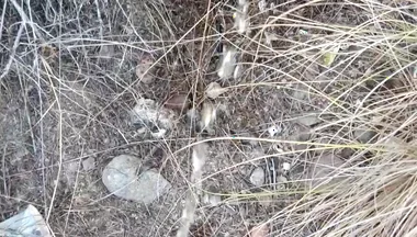 Risky Piss, I Had to Urinate in a Field Behind Some Flats Because My Cock Needed to Pee.